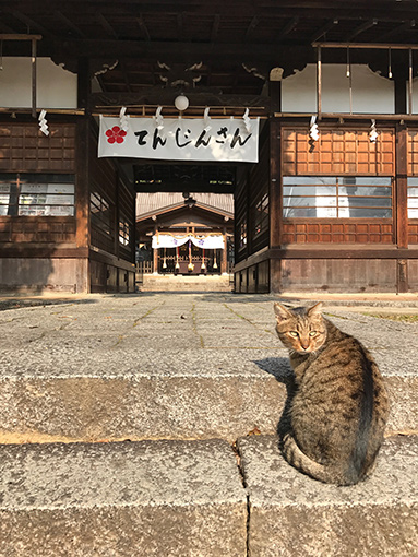 天満宮に一人詣ればニャンコ迎える