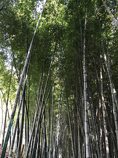 高槻の清新竹林天満宮