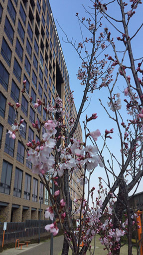 緋寒桜とミューズキャンパス