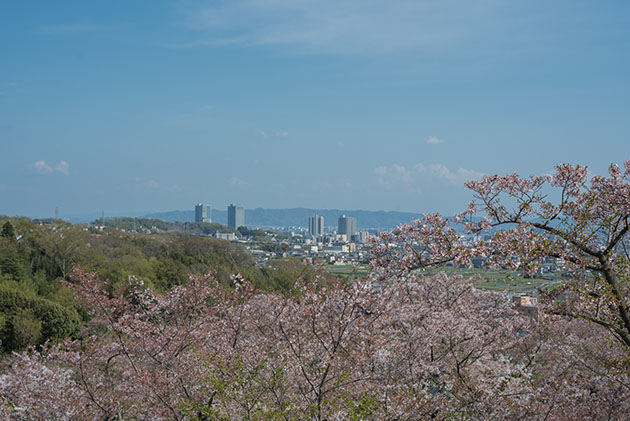 眼下の桜