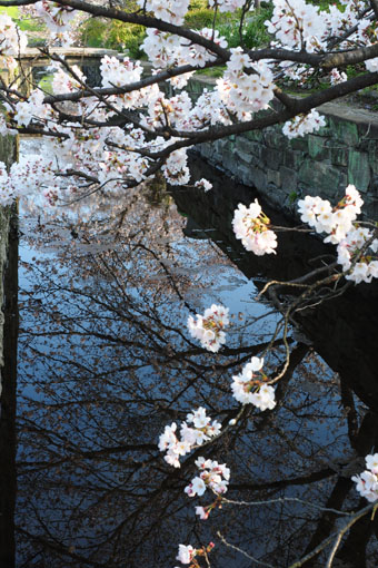 水鏡・朝桜