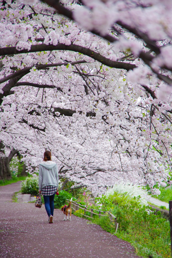 桜