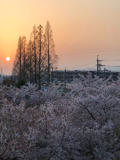 眼下の桜海