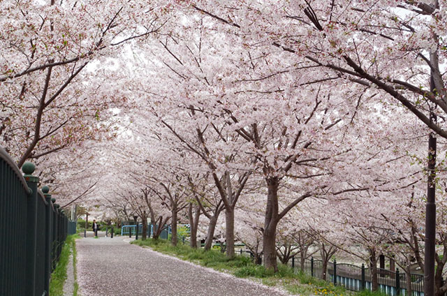 高槻の桜スポット 玉川の里 地元の方々に守られ 愛される桜並木 観光協会からのお知らせ 高槻市観光協会公式サイト たかつきマルマルナビ