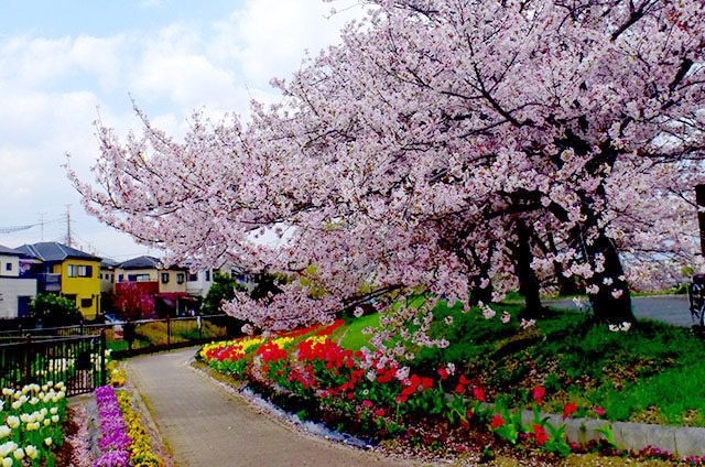 高槻の桜スポット 玉川の里 地元の方々に守られ 愛される桜並木 観光協会からのお知らせ 高槻市観光協会公式サイト たかつきマルマルナビ