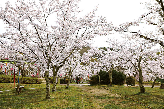 桜広場